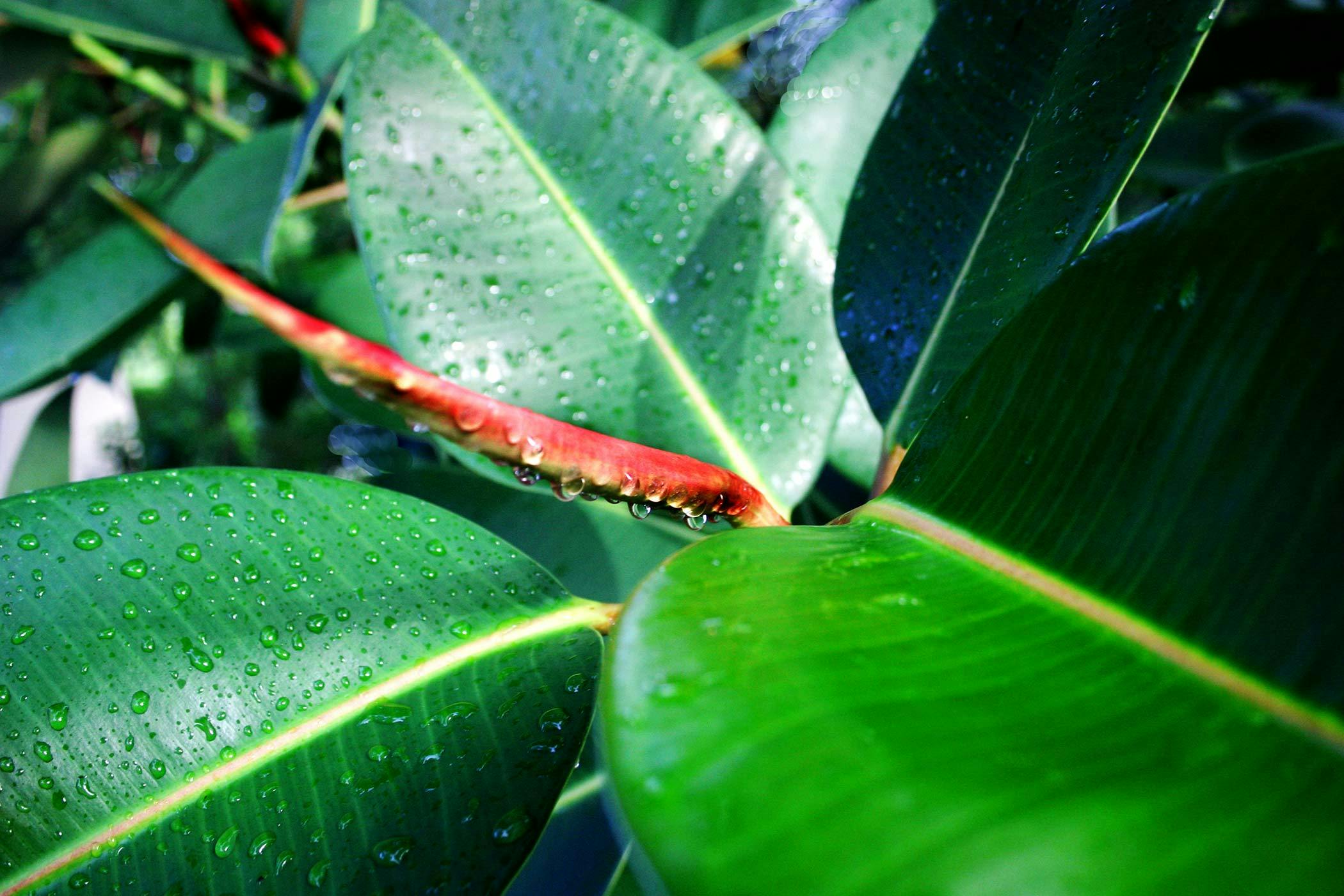 Rubber Tree Plant Poisonous To Cats