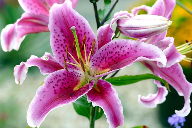 Rubrum Lily Poisoning in Dogs - Symptoms, Causes, Diagnosis, Treatment, Recovery, Management, Cost