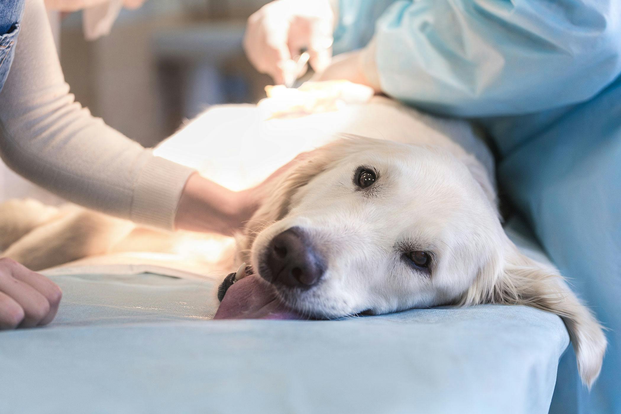 what happens when dogs gallbladder ruptures