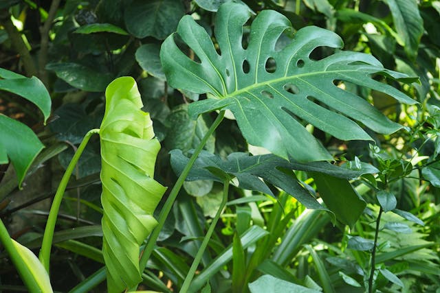 Saddle Leaf Philodendron Poisoning in Dogs - Symptoms, Causes, Diagnosis, Treatment, Recovery, Management, Cost