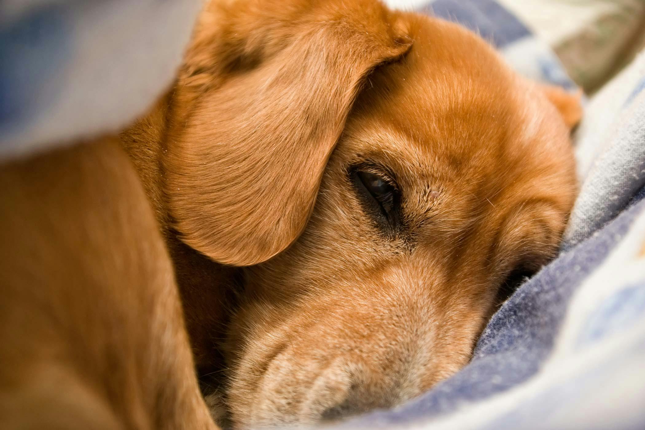 are dog allergies caused by saliva or hair