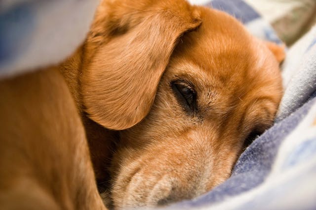 Saliva Allergies in Dogs - Symptoms, Causes, Diagnosis, Treatment, Recovery, Management, Cost