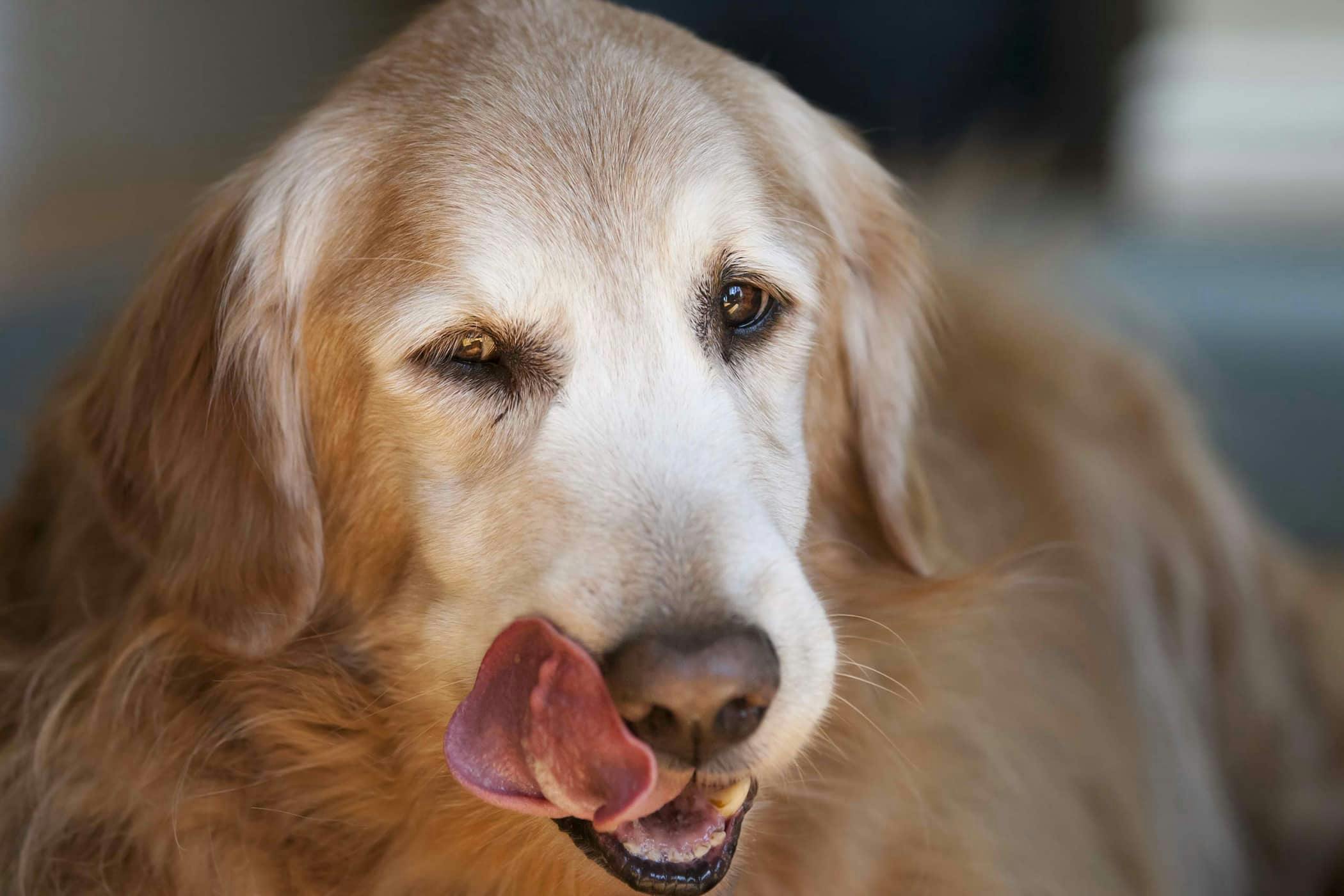 Dog dry 2025 mouth remedies