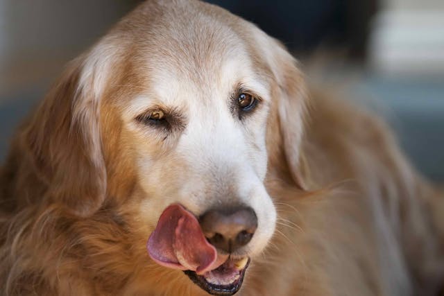 Salivary Disorders in Dogs - Symptoms, Causes, Diagnosis, Treatment, Recovery, Management, Cost