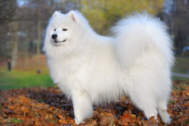 Samoyed Hereditary Glomerulopathy in Dogs - Symptoms, Causes, Diagnosis, Treatment, Recovery, Management, Cost