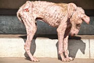 If A Dog Has Mange Is It Contagious To Humans