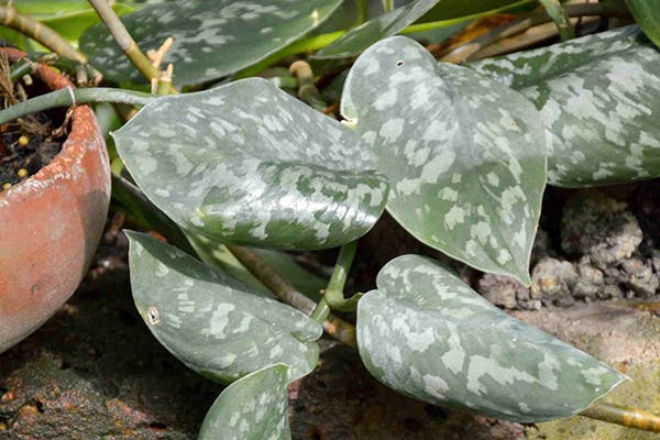 Satin Pothos Poisoning in Dogs - Symptoms, Causes, Diagnosis, Treatment, Recovery, Management, Cost