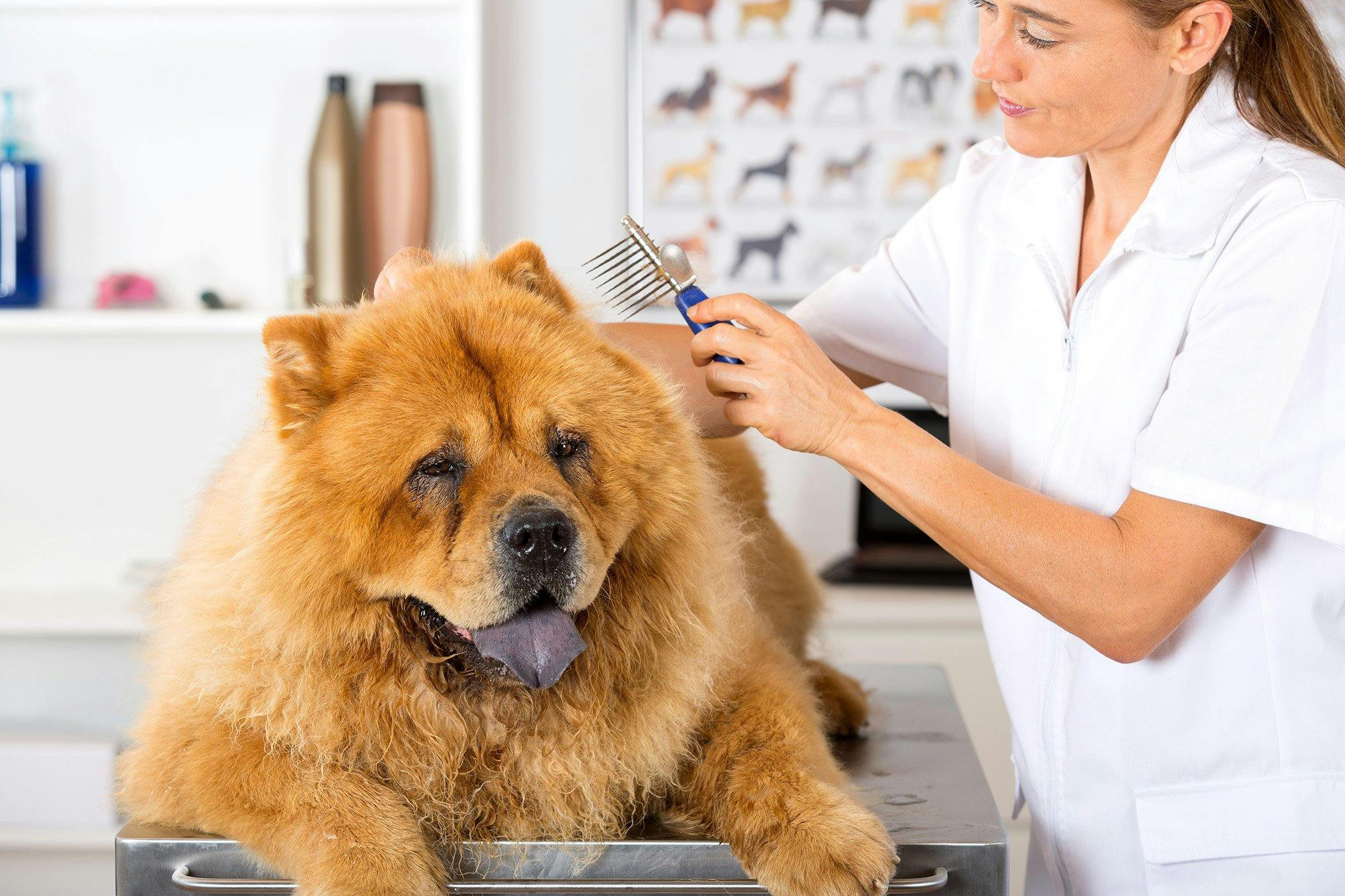 what causes a dog to have dry flaky skin