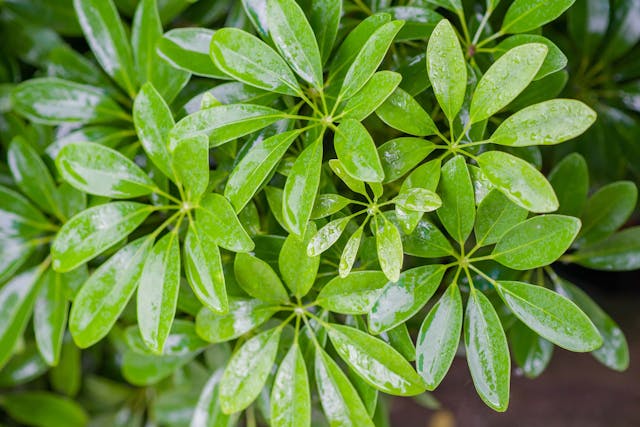 Schefflera Poisoning in Dogs - Symptoms, Causes, Diagnosis, Treatment, Recovery, Management, Cost