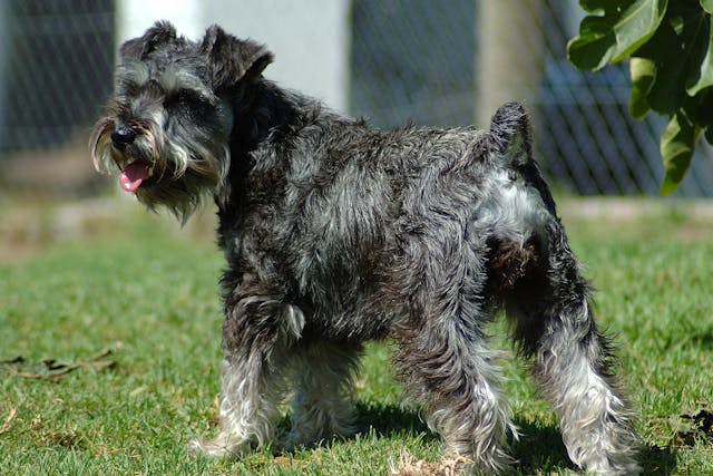 Schnauzer Comedo Syndrome in Dogs - Symptoms, Causes, Diagnosis, Treatment, Recovery, Management, Cost