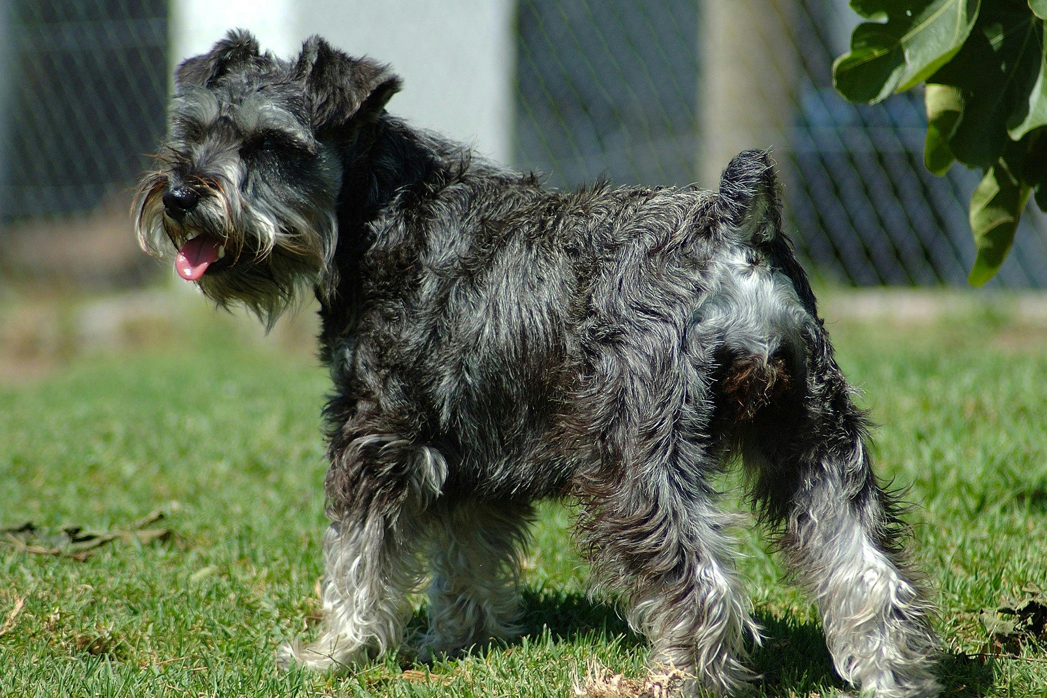 The Giant Schnauzer A Tail of Two Tails