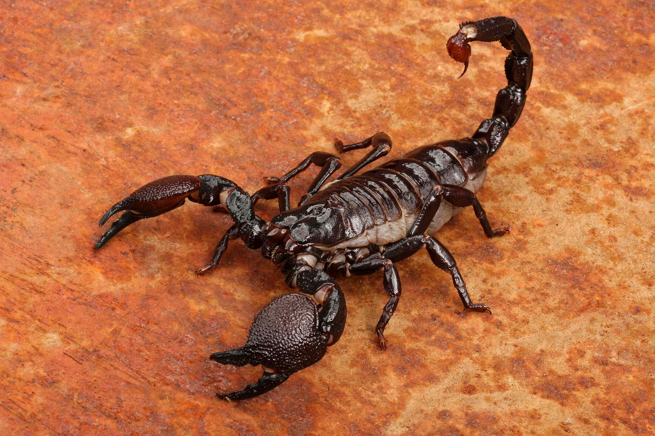 Scorpions Poisoning