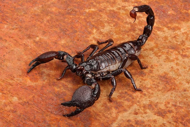 Scorpions Poisoning in Dogs - Symptoms, Causes, Diagnosis, Treatment, Recovery, Management, Cost