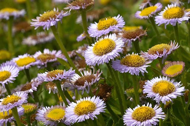 Seaside Daisy Poisoning in Dogs - Symptoms, Causes, Diagnosis, Treatment, Recovery, Management, Cost