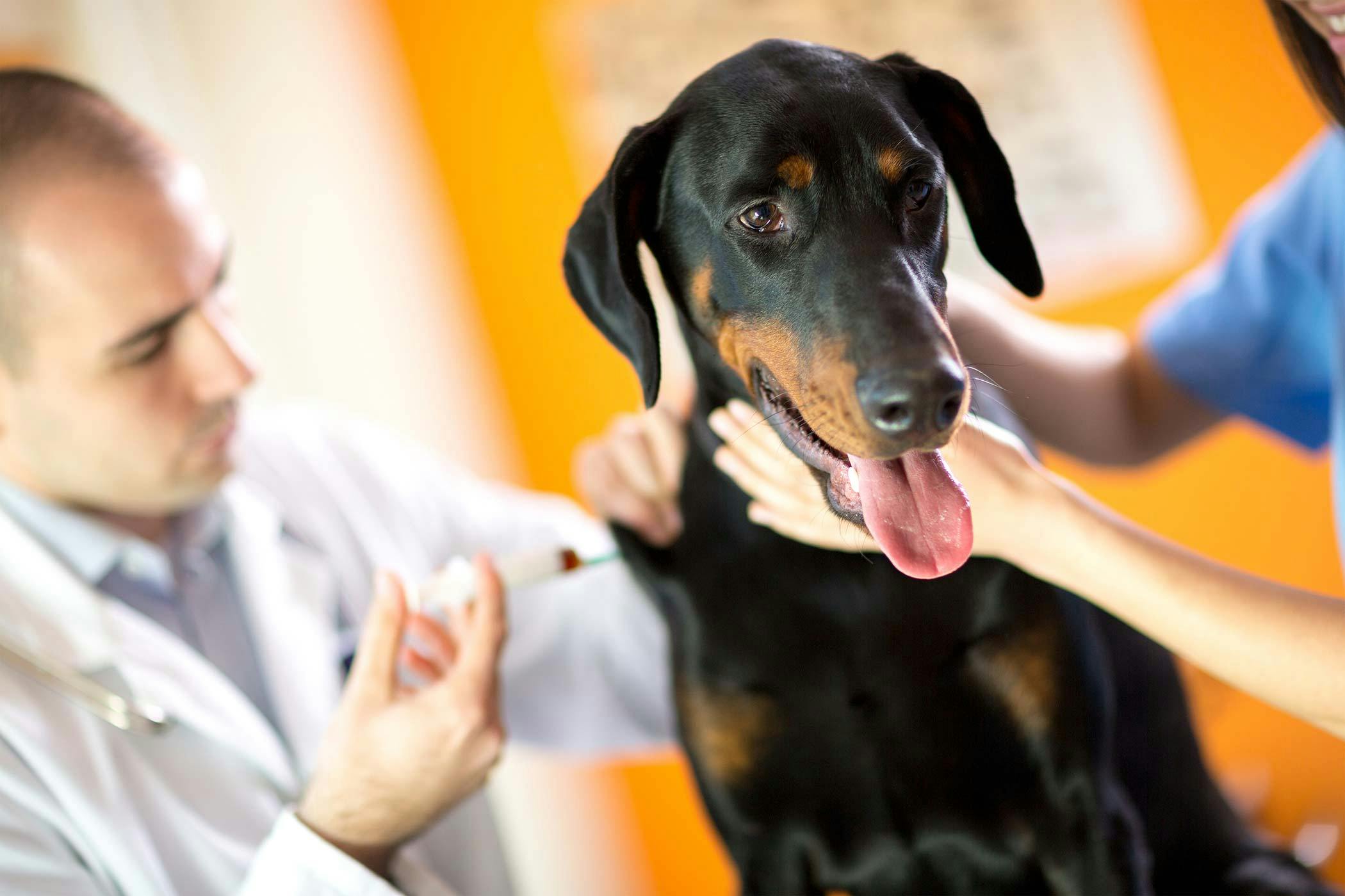 what causes dog hyperplasia