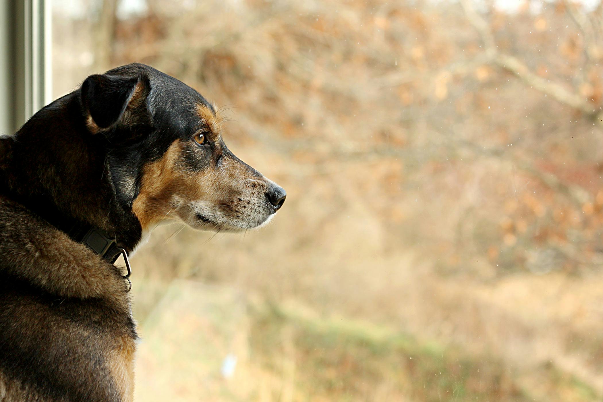 German shepherd clearance anxiety treatment