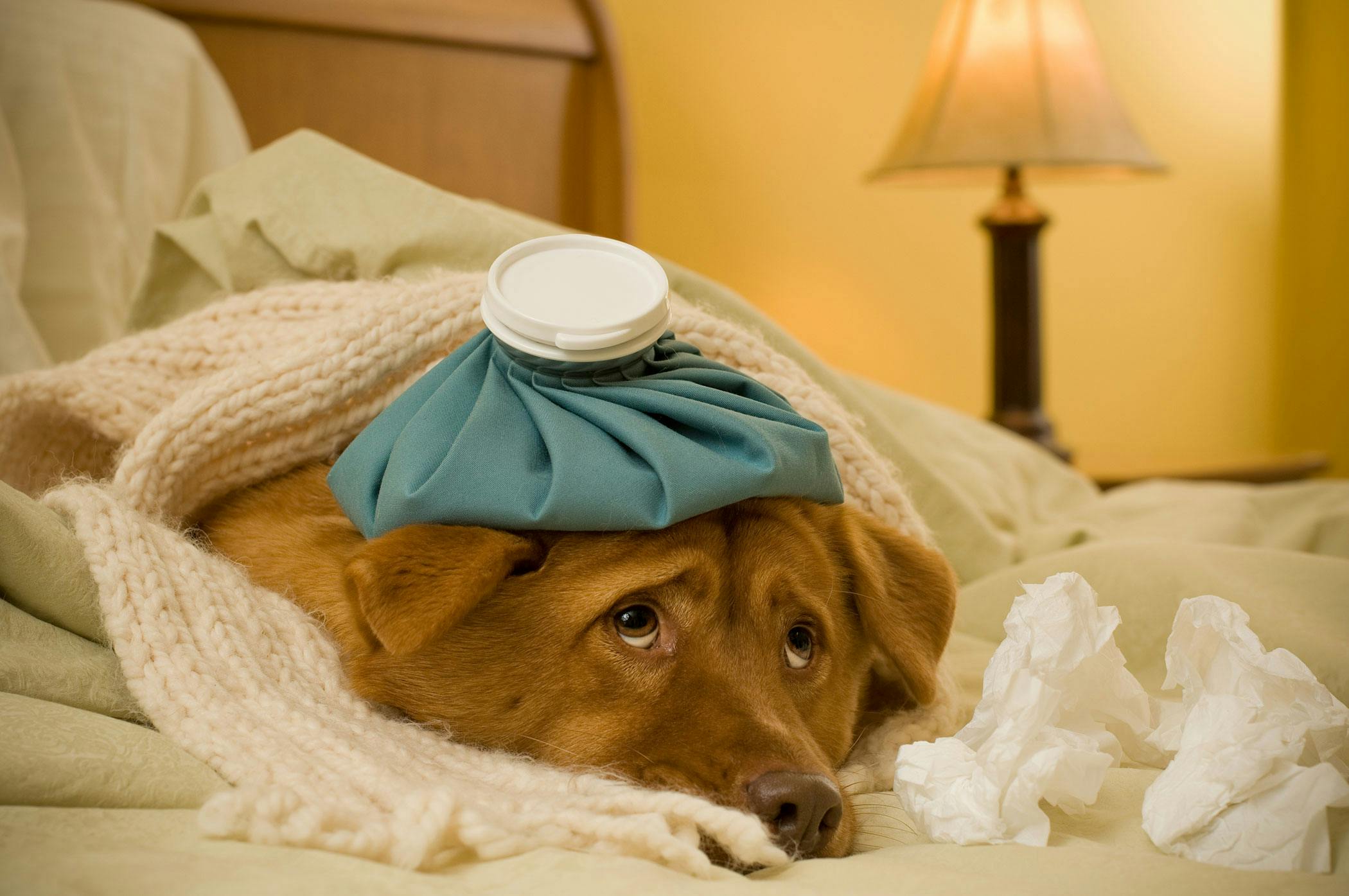 what-are-the-signs-of-sepsis-in-dogs