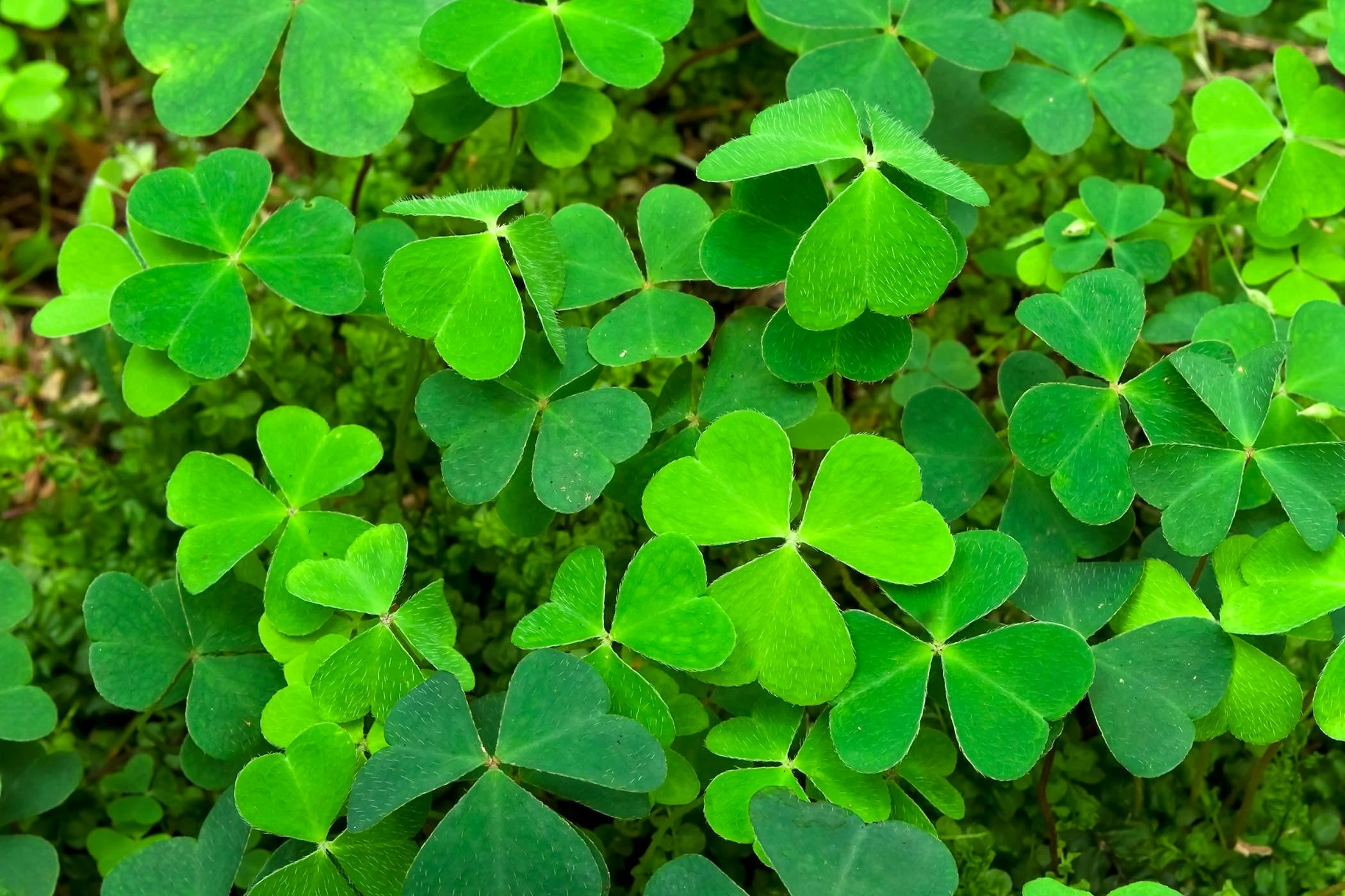 Shamrock Poisoning in Dogs Symptoms, Causes, Diagnosis, Treatment