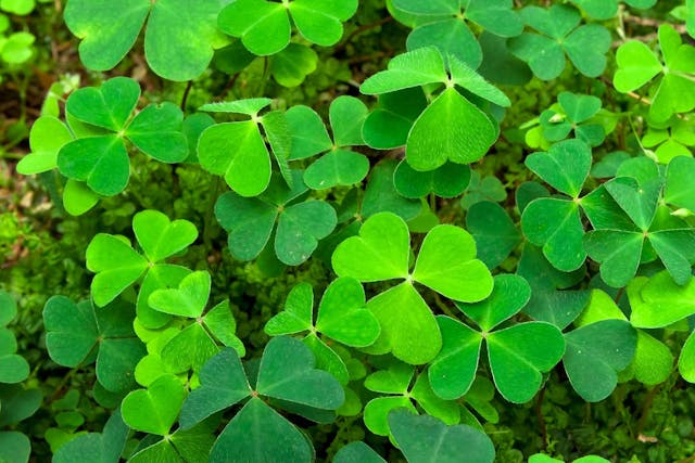 Shamrock Poisoning in Dogs - Symptoms, Causes, Diagnosis, Treatment, Recovery, Management, Cost