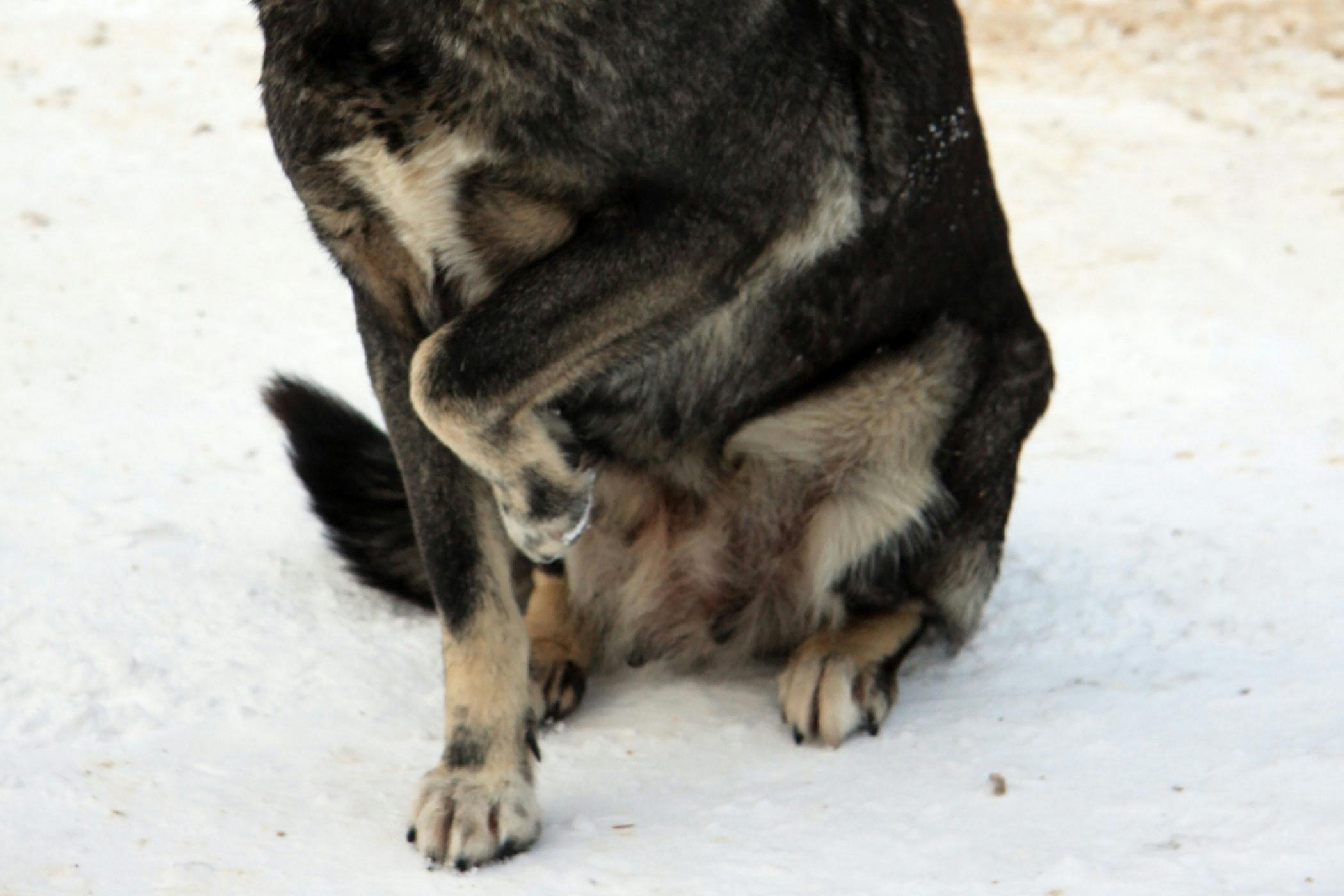 Dog Condition Type Autoimmune dog-condition-type-autoimmune