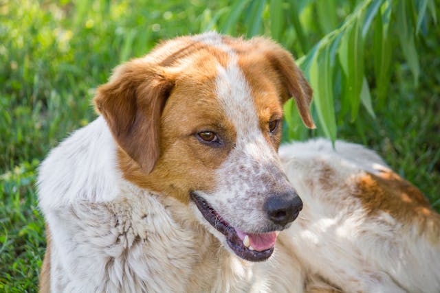 Skeletal Muscle Disorder (Myontonia) in Dogs - Symptoms, Causes, Diagnosis, Treatment, Recovery, Management, Cost