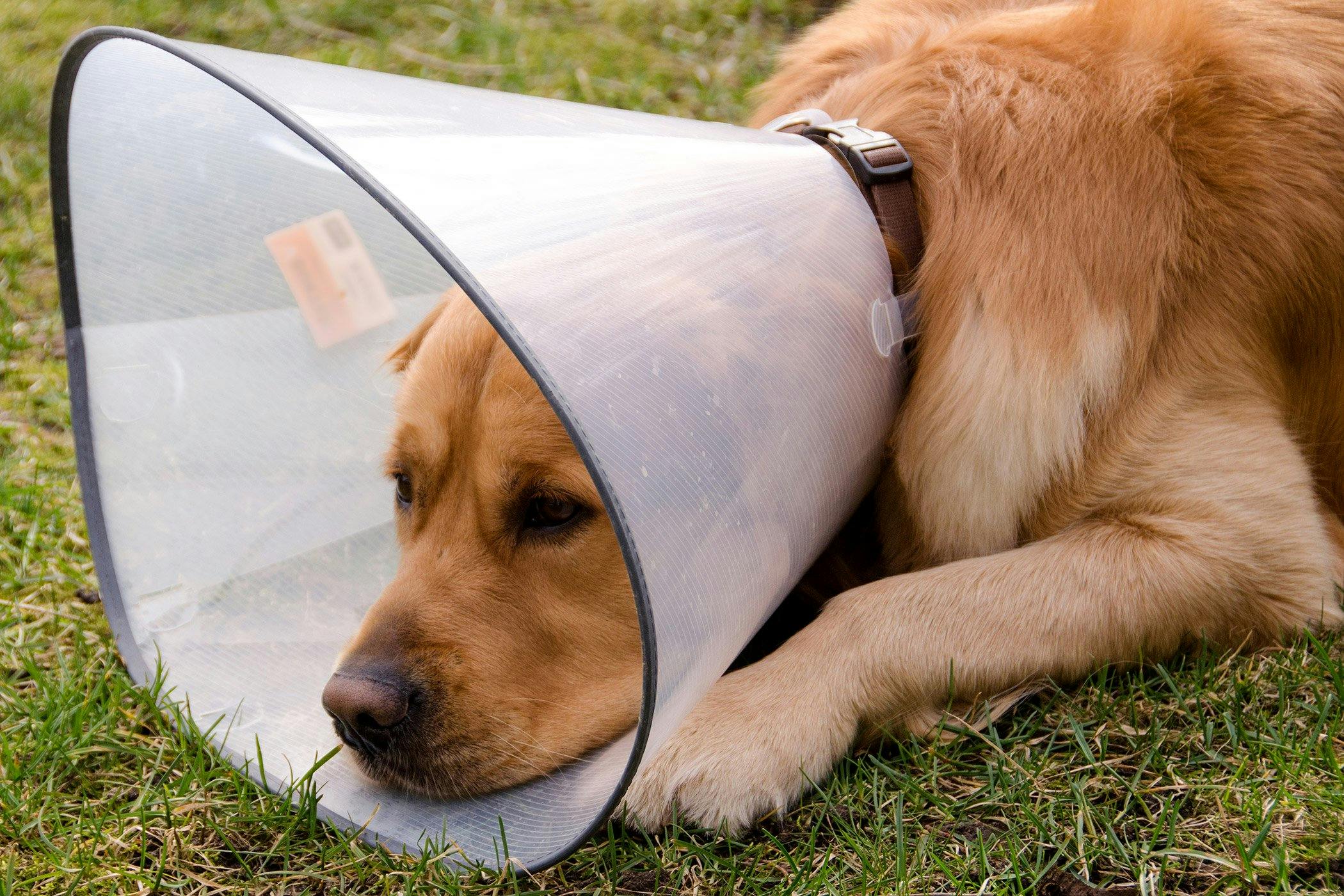 what do cancerous moles look like on dogs