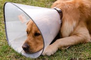 Skin Cancer In Dogs Symptoms Causes Diagnosis Treatment Recovery 