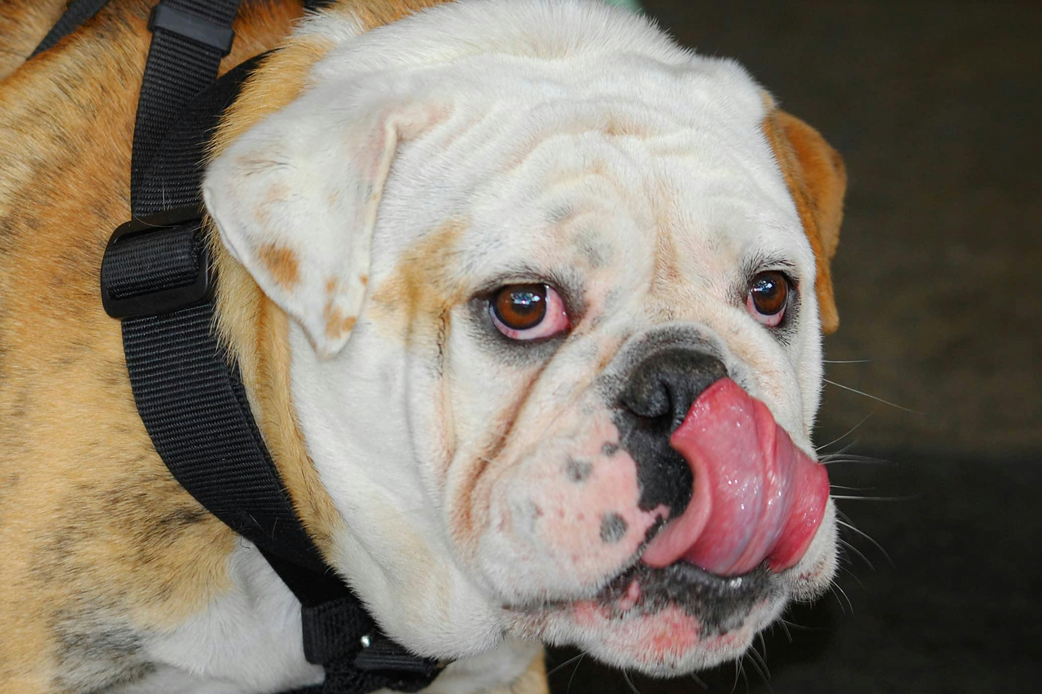 How to treat english bulldog skin problems