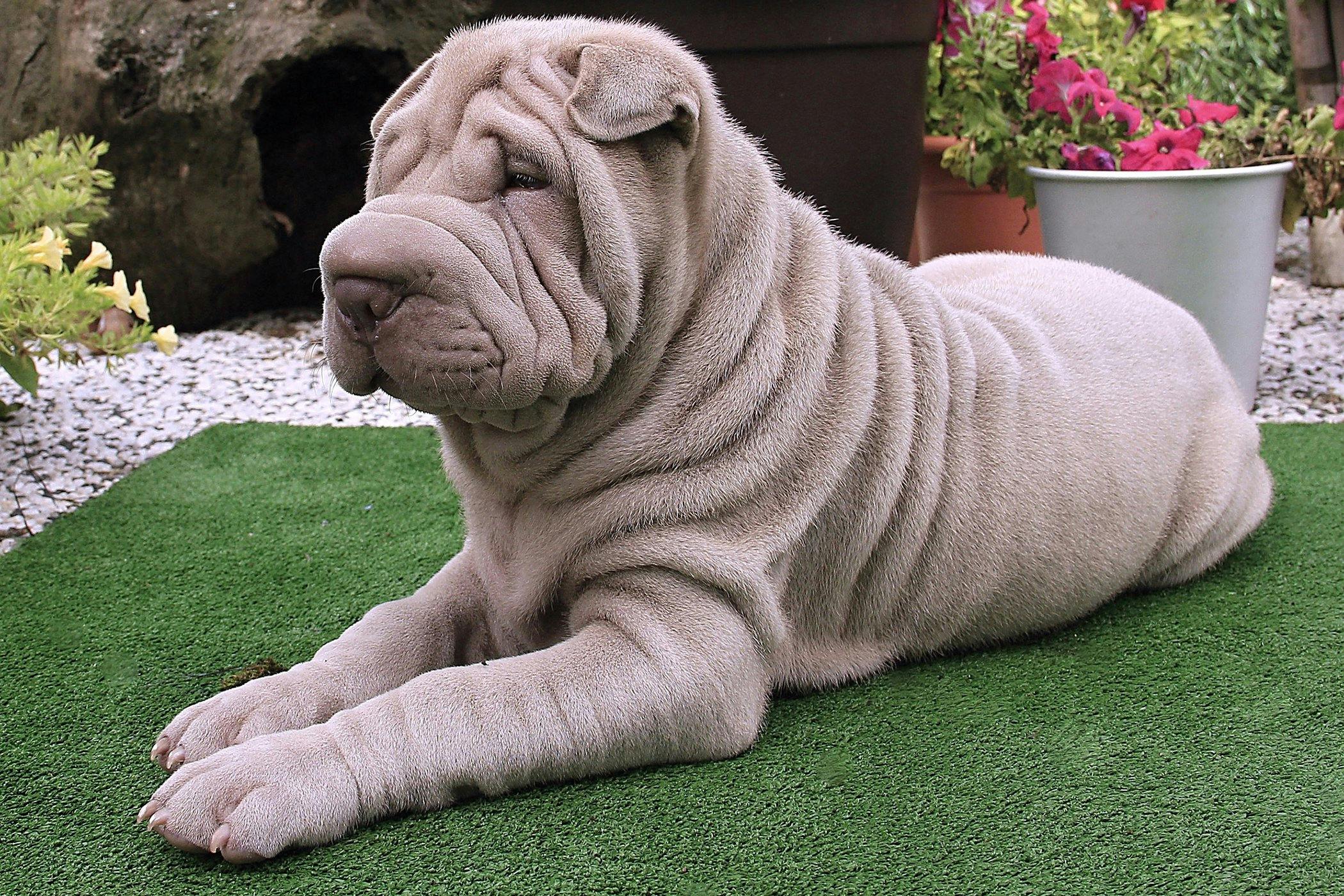 Dog with fat store rolls