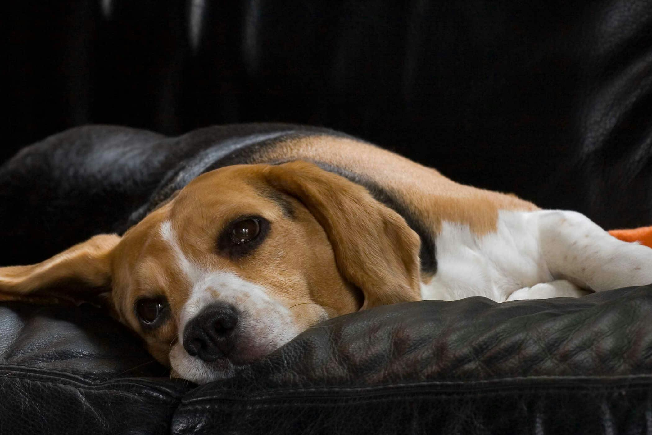 hanging skin tag on dog