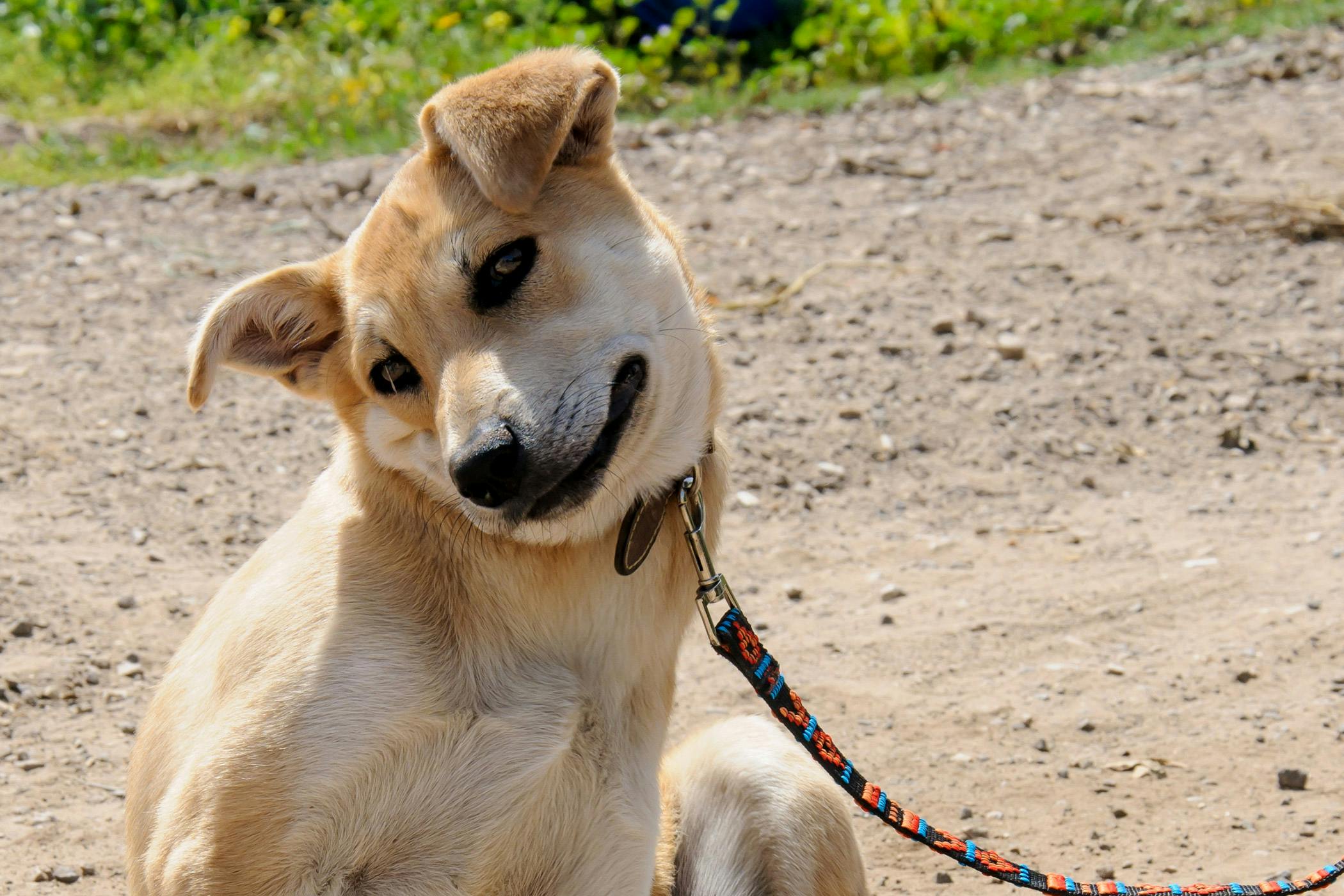 what causes blisters on dogs skin