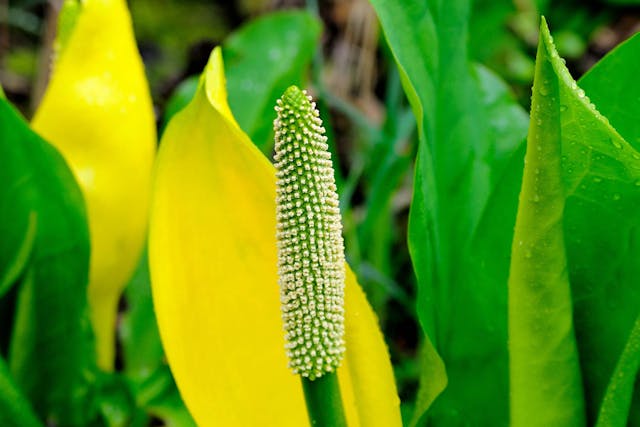 Skunk Cabbage Poisoning in Dogs - Symptoms, Causes, Diagnosis, Treatment, Recovery, Management, Cost