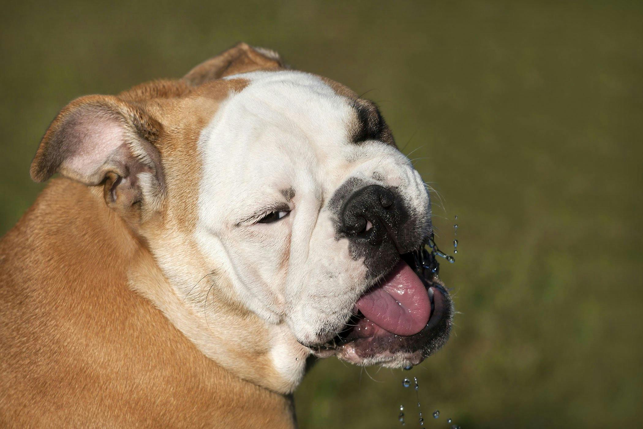 what does it mean when a dog sprays