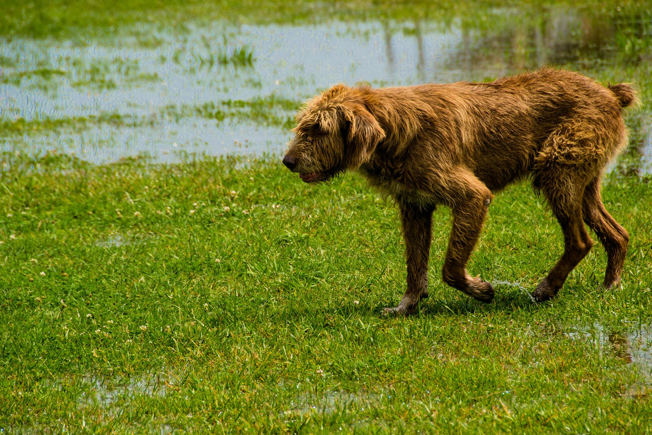 dog unequal pupil size