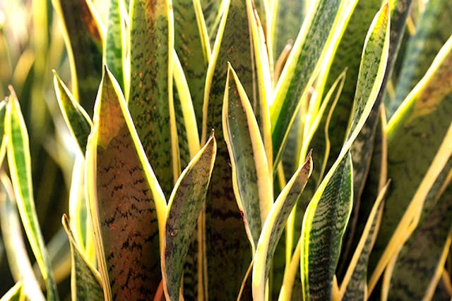 Snake Plant Poisoning in Dogs - Symptoms, Causes, Diagnosis, Treatment, Recovery, Management, Cost