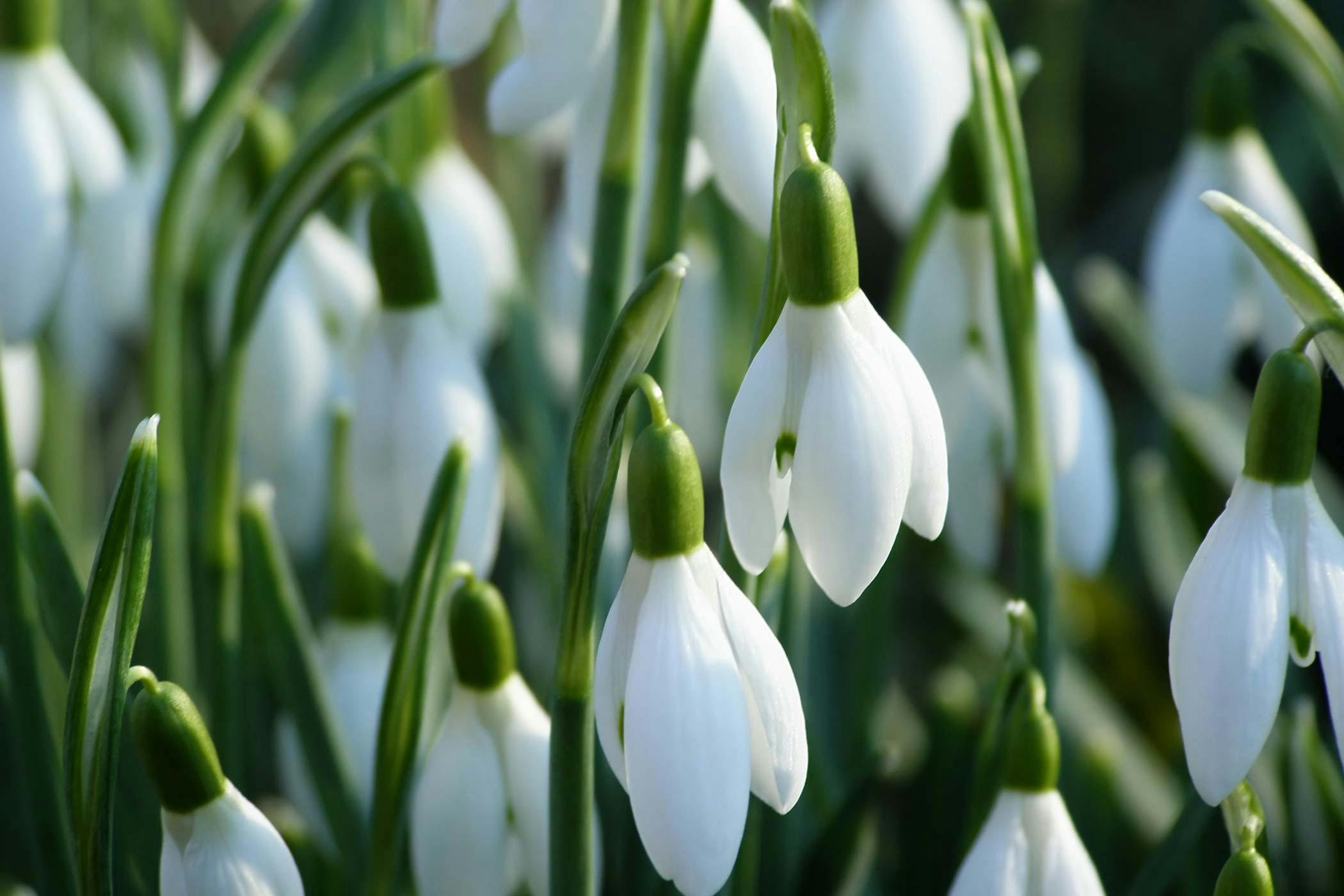 jellycat snowdrop