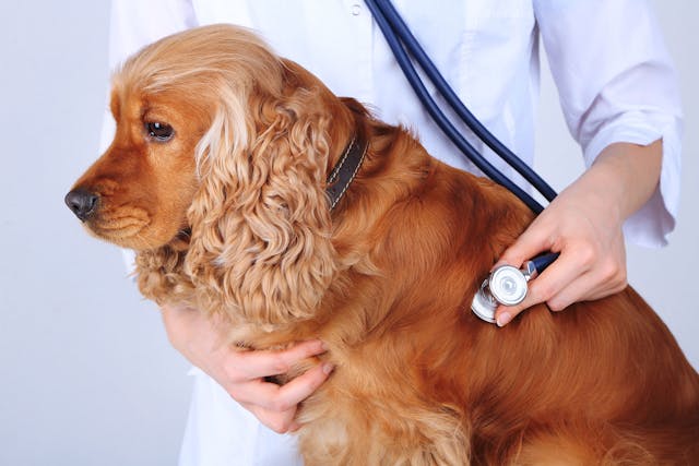 Rhabdomyosarcoma in Dogs - Symptoms, Causes, Diagnosis, Treatment, Recovery, Management, Cost