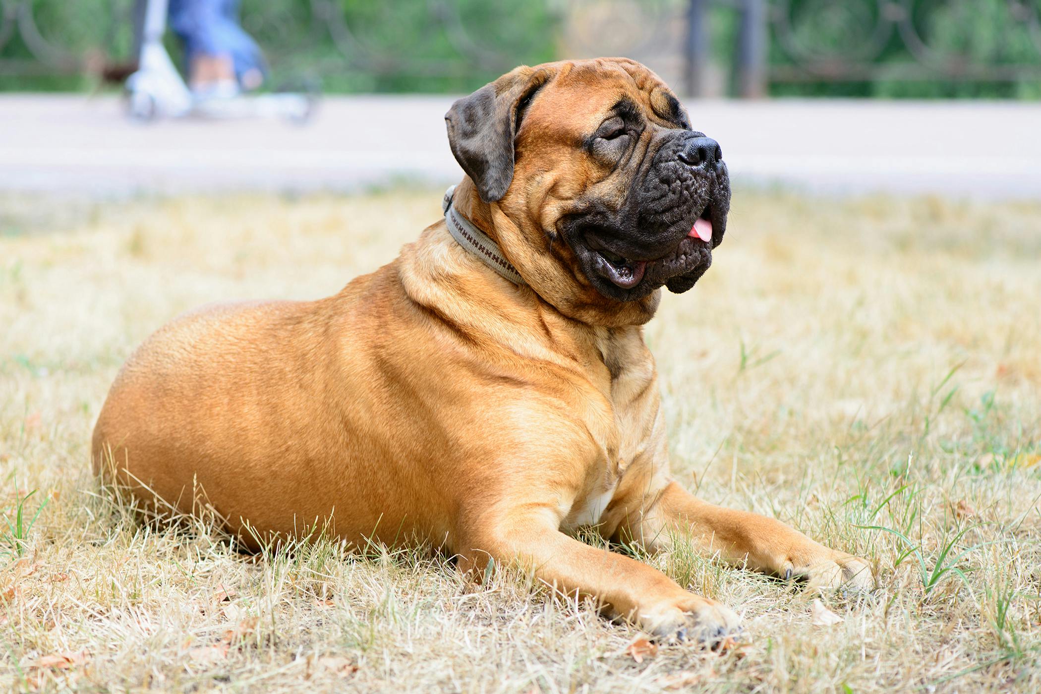 Why Do Dogs Have Black Roof Mouth