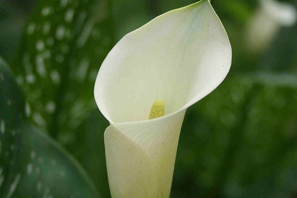 Solomon's Lily Poisoning in Dogs - Symptoms, Causes, Diagnosis, Treatment, Recovery, Management, Cost