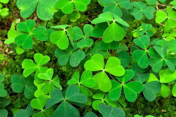 is purple shamrock poisonous to dogs