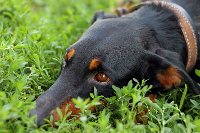 Spasm Of The Rear Legs In Dogs Signs Causes Diagnosis Treatment Recovery Management Cost Spasm Of The Rear Legs In Dogs Signs Causes Diagnosis Treatment Recovery Management Cost