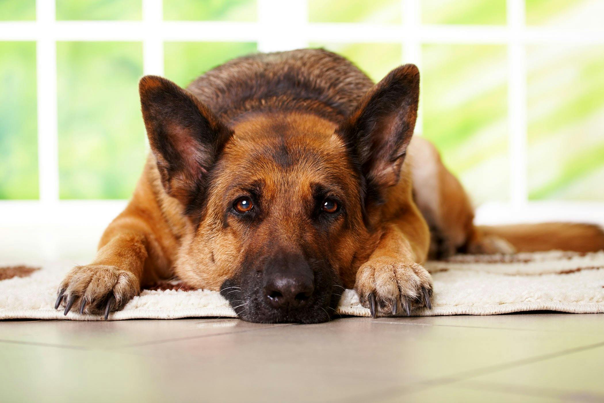 what causes spinal cord injuries in dogs