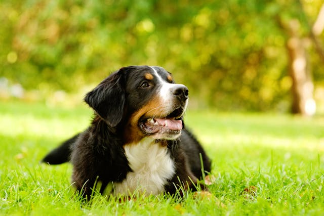 Spinal Trauma in Dogs - Symptoms, Causes, Diagnosis, Treatment, Recovery, Management, Cost