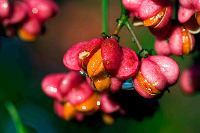 Spindle Tree Poisoning in Dogs - Symptoms, Causes, Diagnosis, Treatment, Recovery, Management, Cost