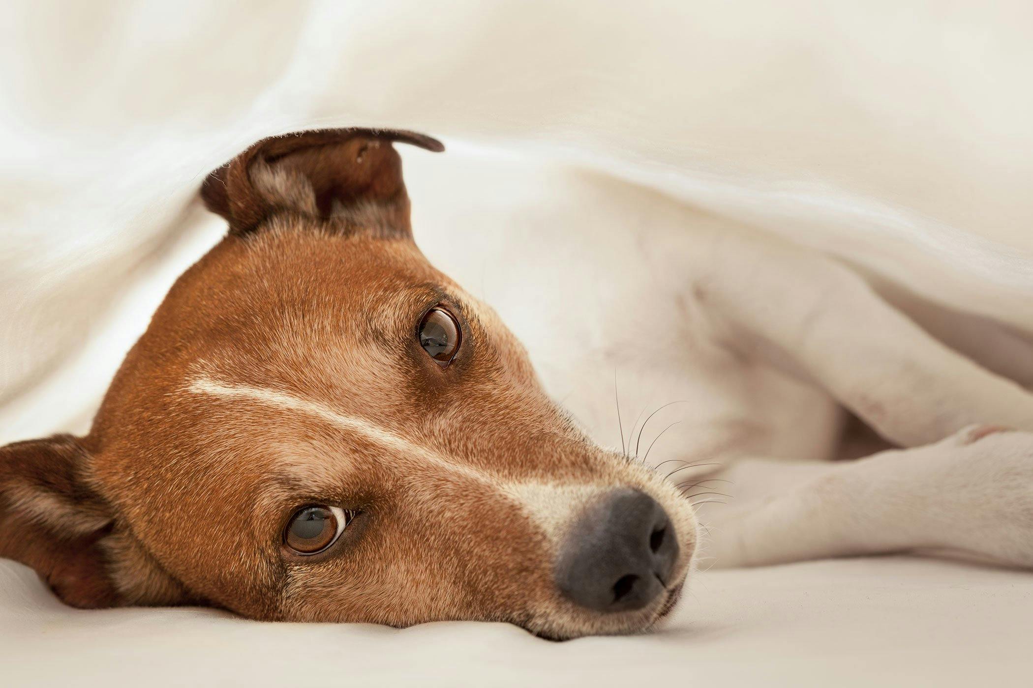 what is the life expectancy of a dog with liver cancer