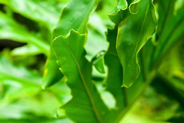 Split Leaf Philodendron Poisoning in Dogs - Symptoms, Causes, Diagnosis, Treatment, Recovery, Management, Cost