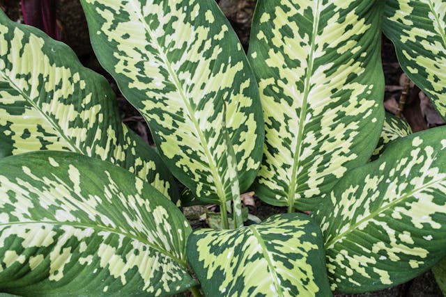 Spotted Dumbcane Poisoning in Dogs - Symptoms, Causes, Diagnosis, Treatment, Recovery, Management, Cost
