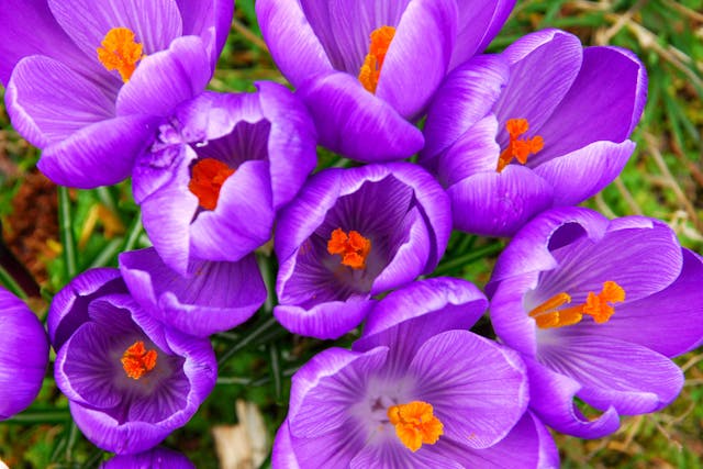 Spring Crocus Poisoning in Dogs - Symptoms, Causes, Diagnosis, Treatment, Recovery, Management, Cost