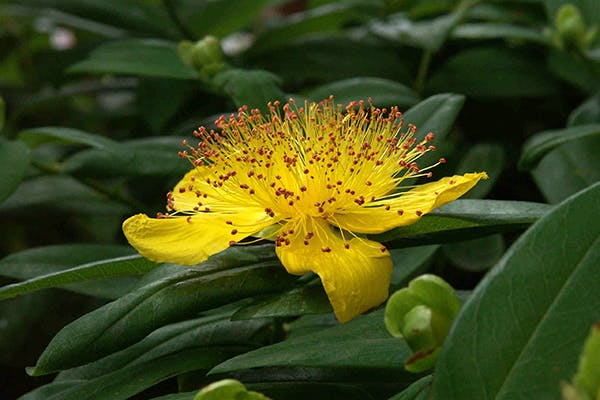 St. John's Wort Poisoning in Dogs - Symptoms, Causes, Diagnosis, Treatment, Recovery, Management, Cost