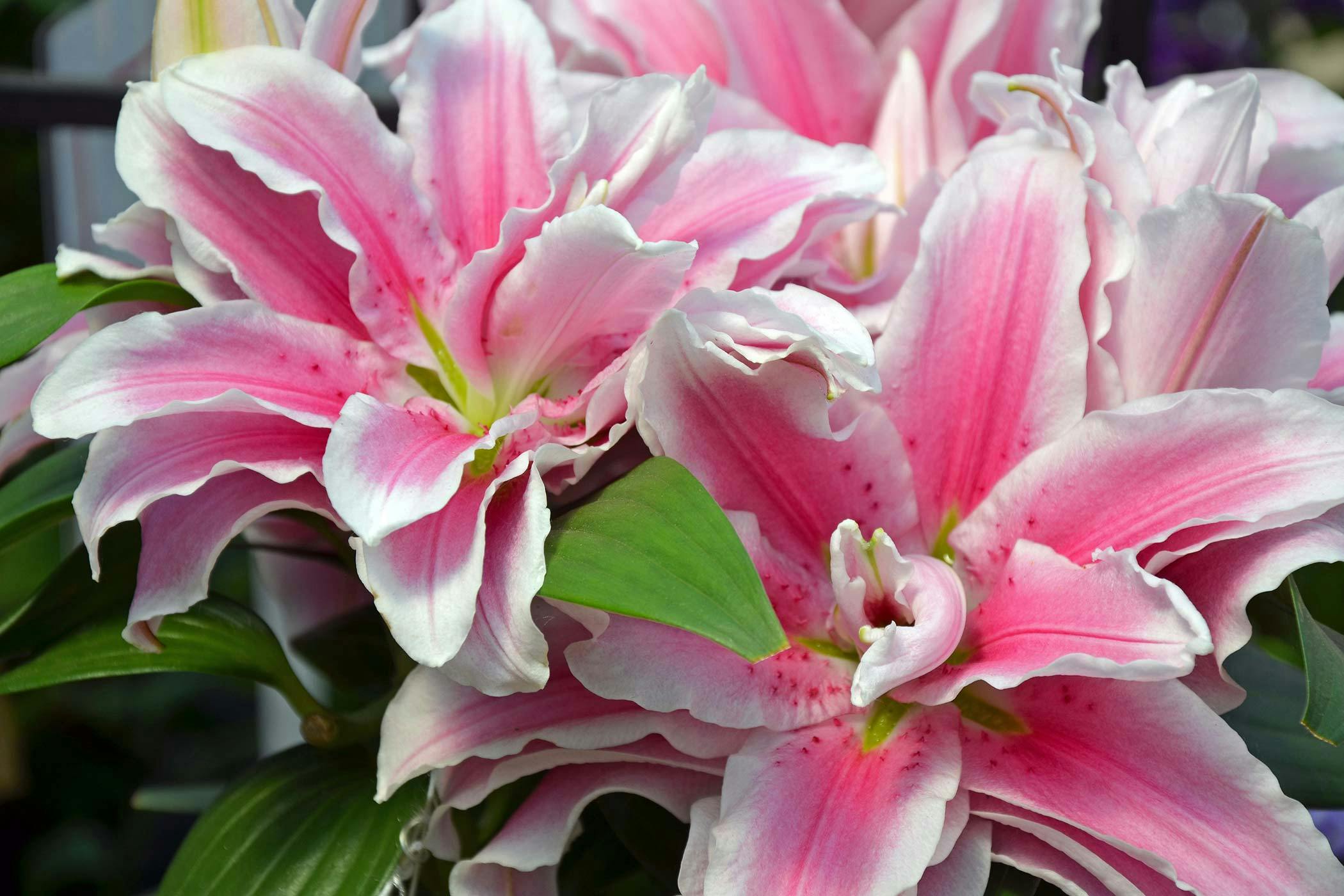 Are lilies hot sale dangerous for dogs